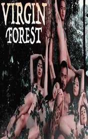 Virgin Forest